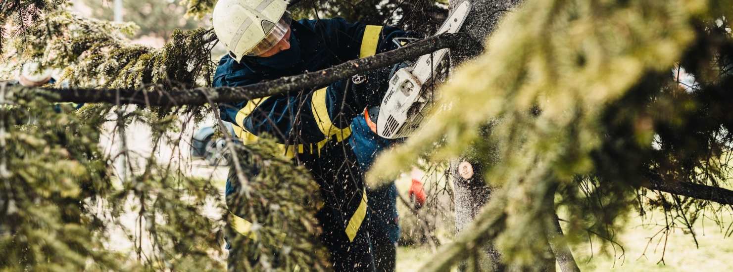 cutting tree